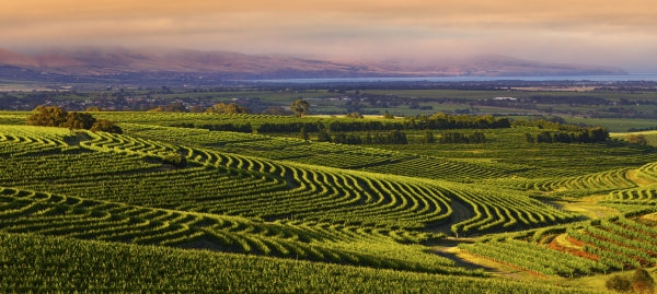 5 REASONS MCLAREN VALE PRODUCES THE BEST GRENACHE IN AUSTRALIA
