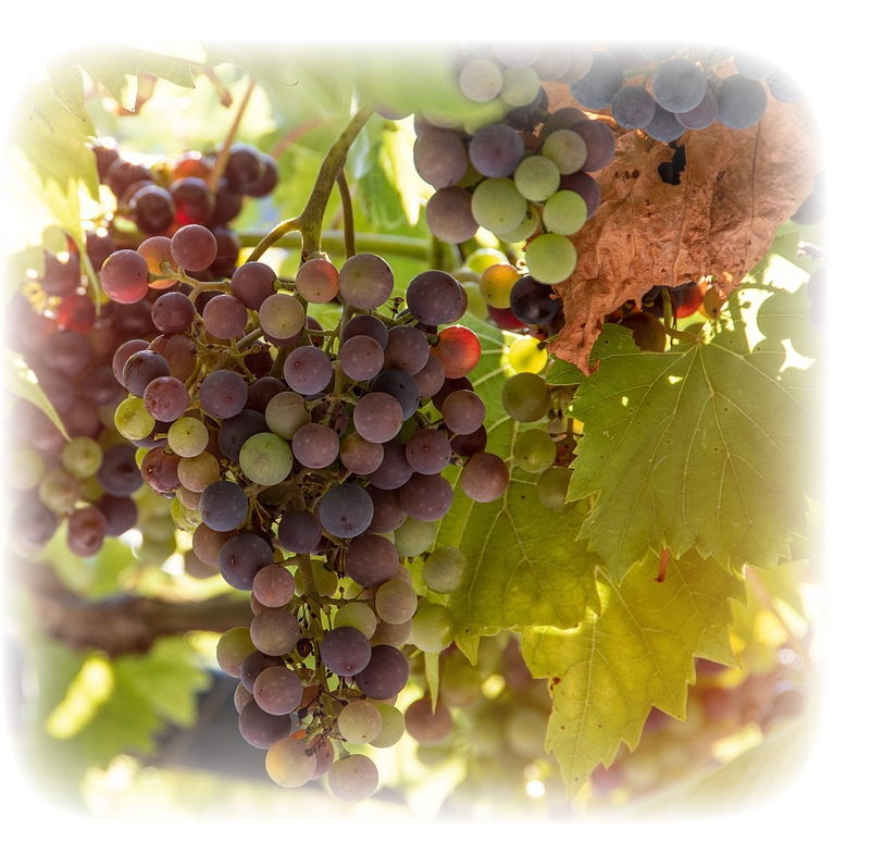 New Wines, Contactless Collection, Tastings