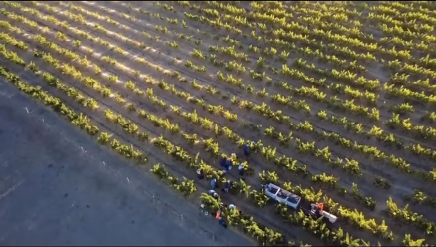 Vineyards and Growers Behind Aphelion Reserve Wines